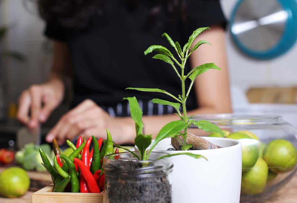 نباتات داخلية للديكور المطبخ جميلة ومستدامة - %categories