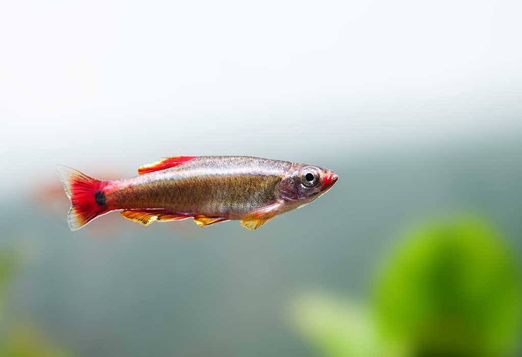 11 نوع من أسماك المياه العذبة سوف تجمل بيتك داخل حوض السمك - %categories