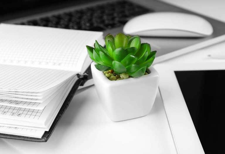 11 نوع من النباتات المكتب التي من شأنها أن تجعل بيئة عملك أكثر سلمية - %categories