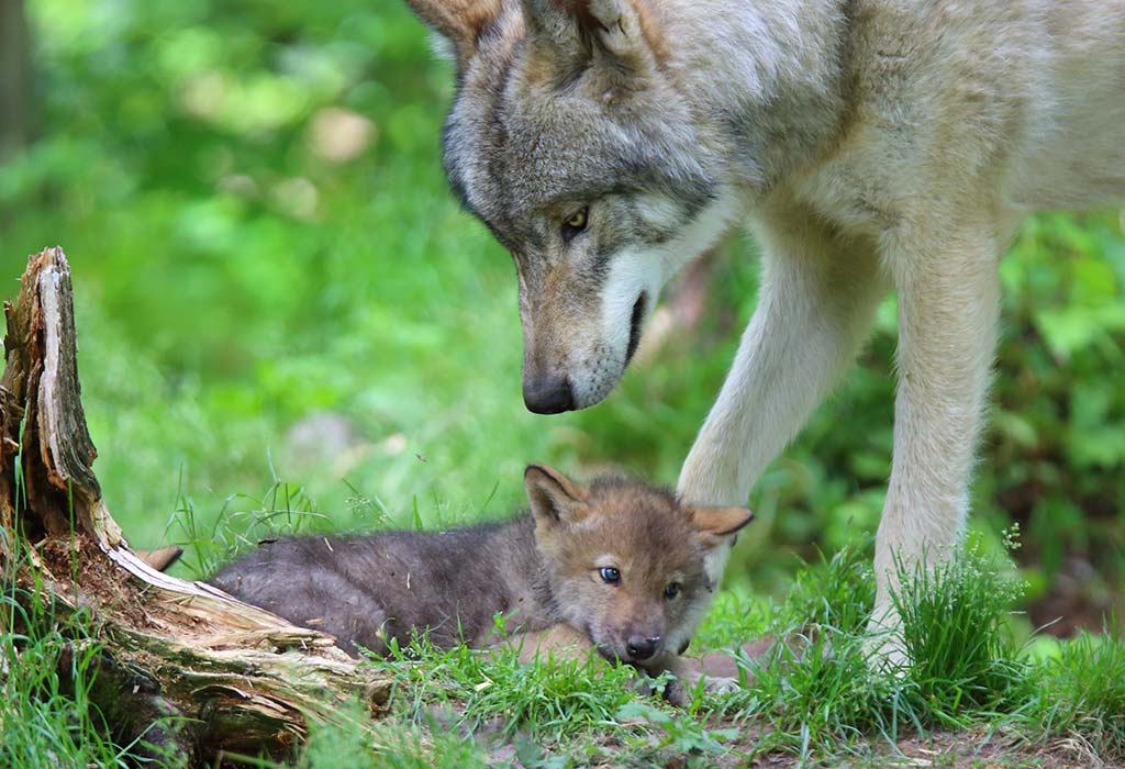 20 حقيقة رائعة عن الذئب للأطفال - %categories