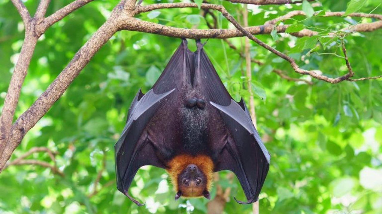 حقائق ومعلومات عن الخفافيش للأطفال أحلى هاوم