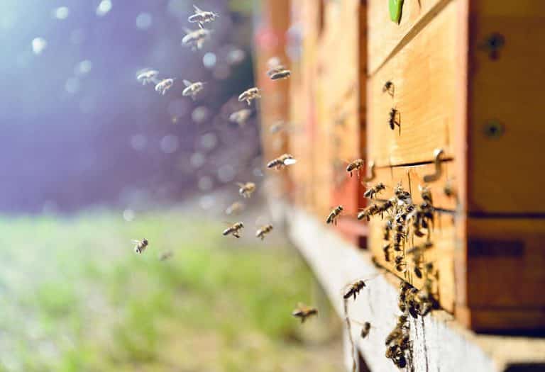 طرق عملية للأشياء التي تطرد النحل من منزلك - %categories