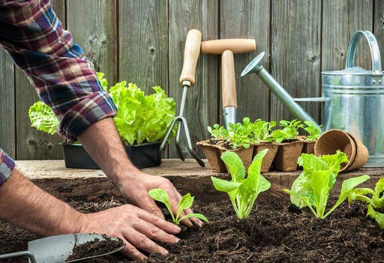 أفضل التربة لنباتات حديقتك - %categories
