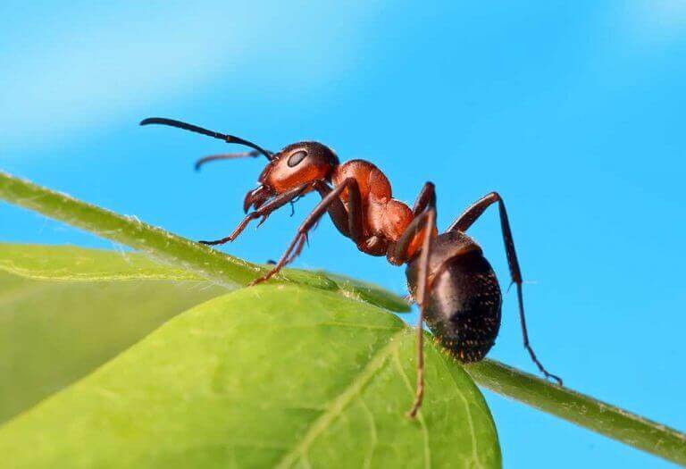 حقائق والمعلومات رائعة عن النمل للأطفال - %categories