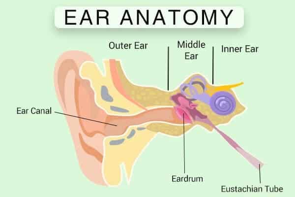 نصائح من طبيب ENT لعلاج آلام الأذن - %categories