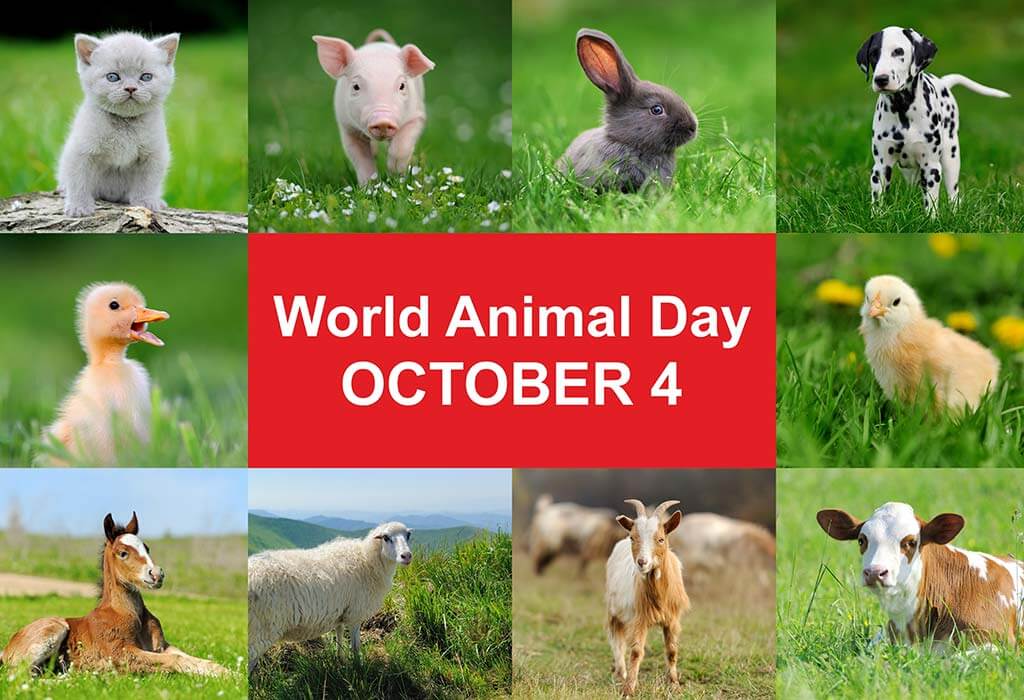 اليوم العالمي للحيوان - لماذا وكيف نحتفل به - %categories
