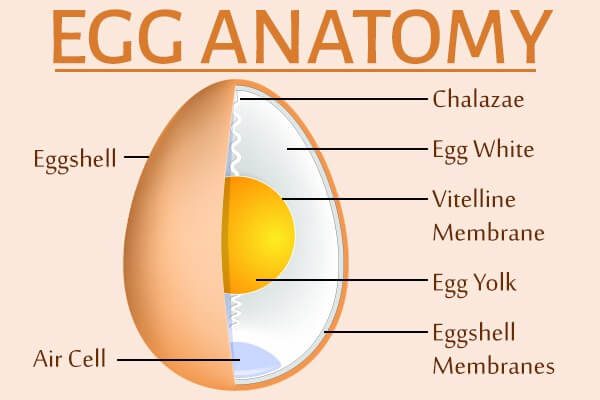 كل شيء عن البيض: الأنواع ، التغذية ، الفوائد الصحية ، الاحتياطات - %categories