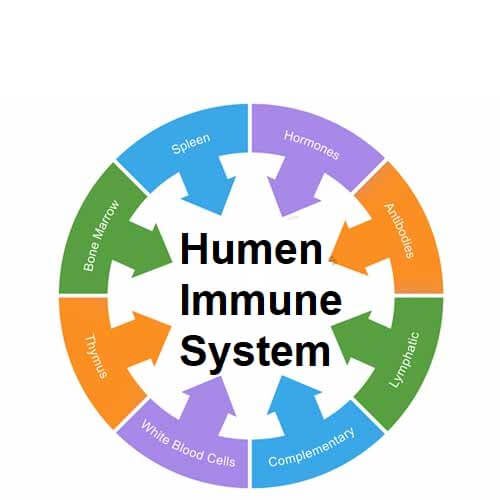 immune system diag 500 - العلاجات المنزلية - كيف ترفع المناعه في الجسم