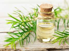 7 avantages incroyables du shampooing à l'huile d'arbre à thé teatreoiltwo 7 avantages incroyables du shampooing à l'huile d'arbre à thé