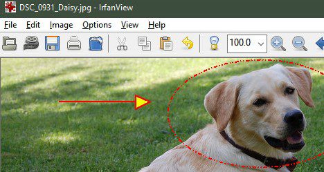 rfan-view 14 من أفضل تطبيقات عرض الصور Windows 10 للحصول على أداء أكثر سلاسة
