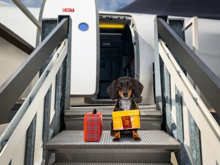 dachshundtraveldog 5 طرق حيث تساعد حيوانات الدعم العاطفي في تخفيف القلق