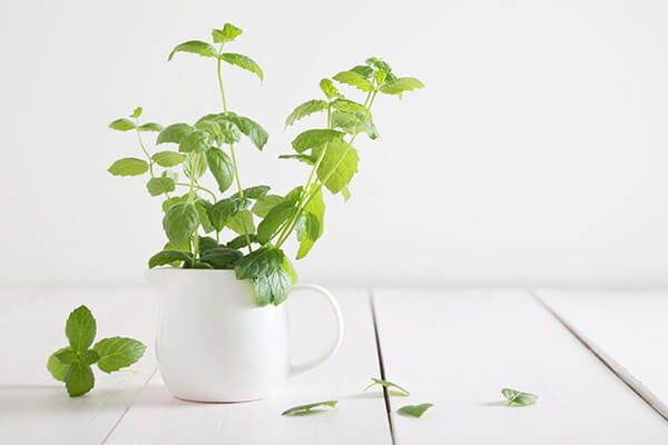 10 نباتات مذهلة تعزز الطاقة الإيجابية - %categories