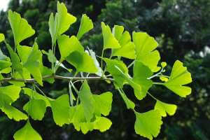 نبات الجنكة بيلوبا: 9 فوائد صحية رائعة ، الجرعة ، والآثار الجانبية