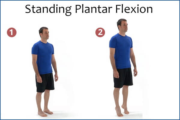 تمارين منزلية لتقوية عضلات القدم - bones-joints 9 standing plantar flexion - تمارين منزلية لتقوية عضلات القدم