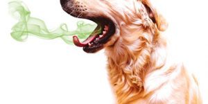 رائحة الفم الكريهة لدى الكلاب , أفضل الطرق لكيفية التخلص منها بشكل طبيعي - %categories