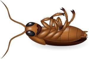 الصراصير , طرق التخلص منها بشكل طبيعي وسريع وبمكونات بسيطة - home-style cartoon dead cockroach 29190 1378 1 - الصراصير , طرق التخلص منها بشكل طبيعي وسريع وبمكونات بسيطة