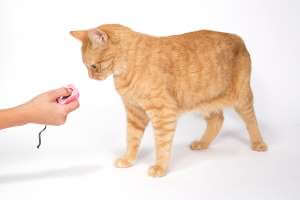 تدريب القطط , نصائح لجعل القطط مطيعة و لطيفة يجب عليك معرفتها - %categories