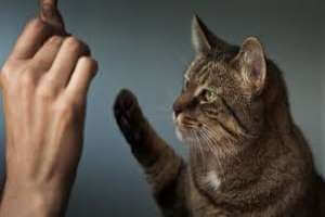 تدريب القطط , نصائح لجعل القطط مطيعة و لطيفة يجب عليك معرفتها - %categories