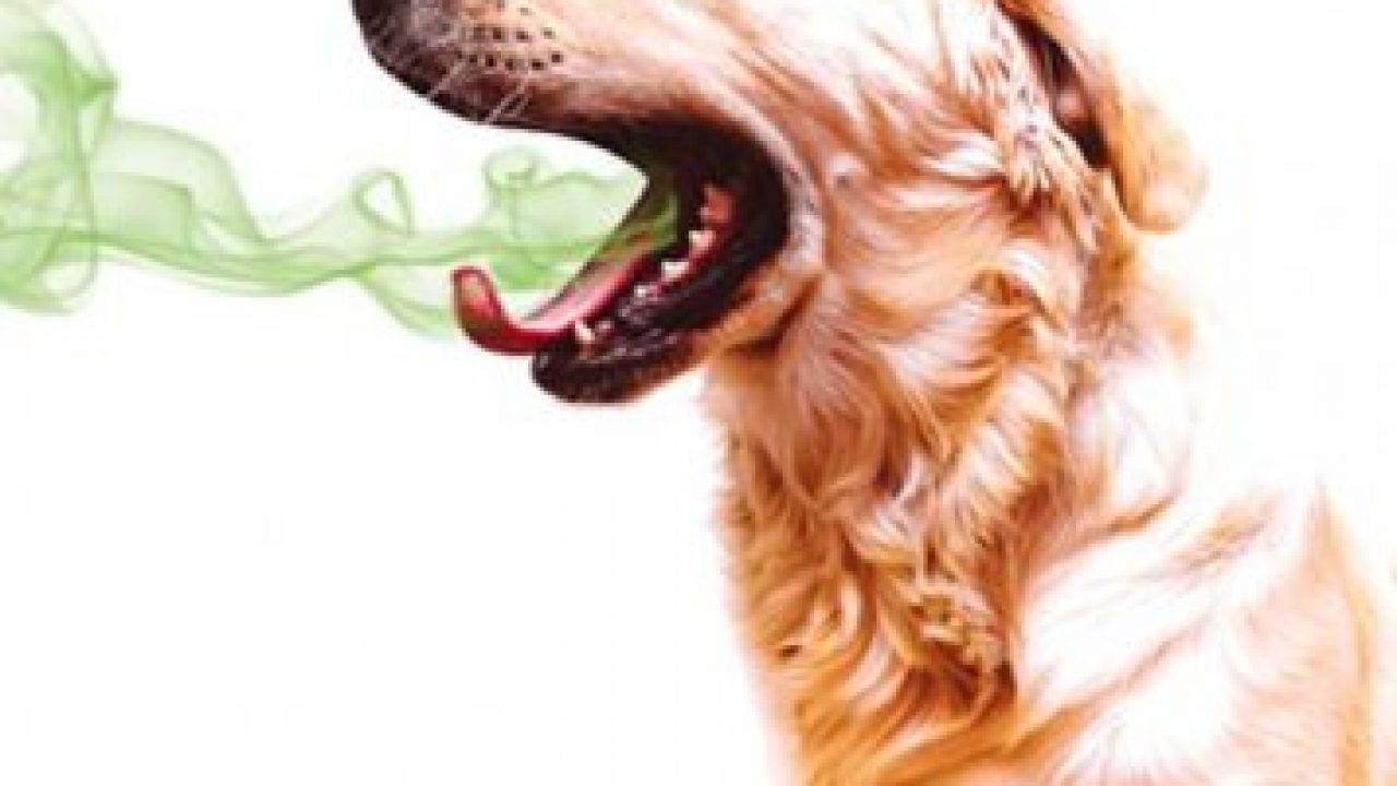 Köpeklerin Dişleri