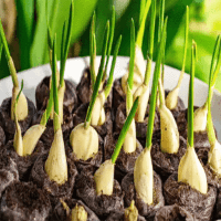 الثوم , كيفية زراعتة بخطوات بسيطة عن طريق فصوص الثوم - home-style garlicqqqq 1 1 93e43818c9d7d54317ae33202175273c - الثوم , كيفية زراعتة بخطوات بسيطة عن طريق فصوص الثوم