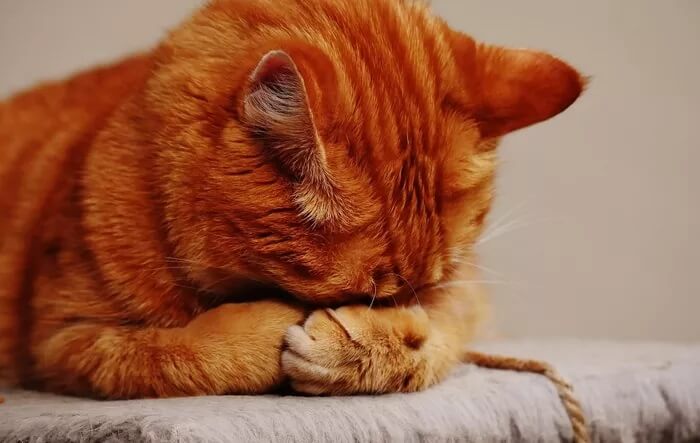 cat-1675422_1920_935adec67b324b146ff212ec4c69054f أفضل 5 طرق لتوفير عمر البطارية على Samsung Galaxy Watch