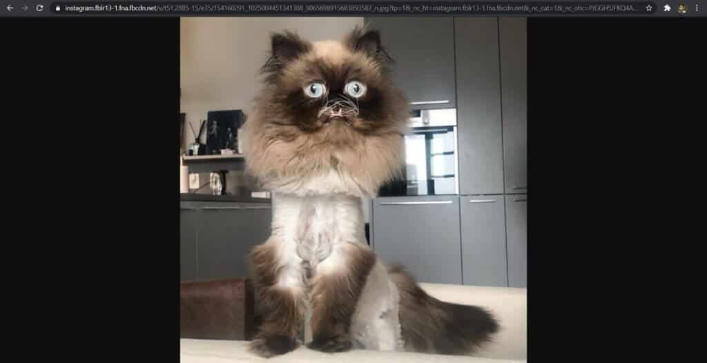 Press-enter-and-view-the-image-in-full-size.-1024x526-1 كيفية عرض صور Instagram بالحجم الكامل