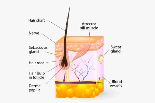 متلازمة الشعر ذات الرائحة الكريهة: الأسباب والتشخيص والعلاج والرعاية الذاتية - %categories