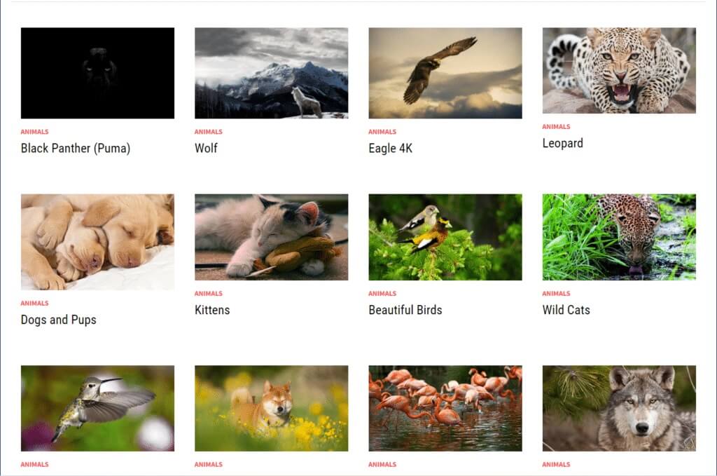 windows-10-themes-category-animals-1024x679-1 أفضل 14 نُسق مجاني لنظام التشغيل Windows 10
