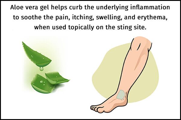 علاج لسعات قنديل البحر - skin-beauty apply aloe vera gel helps to manage jellyfish stings 600x400 - علاج لسعات قنديل البحر