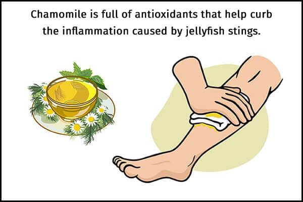 علاج لسعات قنديل البحر - skin-beauty apply chamomile tea helps to manage jellyfish stings 600x400 - علاج لسعات قنديل البحر