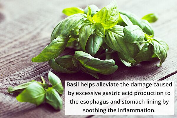 الحموضة: 8 علاجات منزلية ونصائح عن نمط الحياة للإغاثة - digestive-health basil leaves to acidity relief 600x400 - الحموضة: 8 علاجات منزلية ونصائح عن نمط الحياة للإغاثة