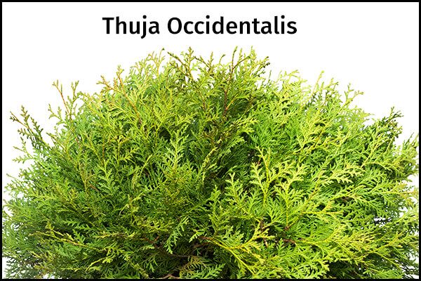 5 علاجات منزلية لتقليل الورم الشحمي - skin-beauty eastern white cedar to manage lipoma 600x400 - 5 علاجات منزلية لتقليل الورم الشحمي