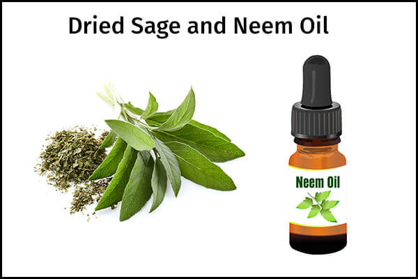 5 علاجات منزلية لتقليل الورم الشحمي - skin-beauty mixture of dried sage and neem oil to manage lipoma 600x400 - 5 علاجات منزلية لتقليل الورم الشحمي