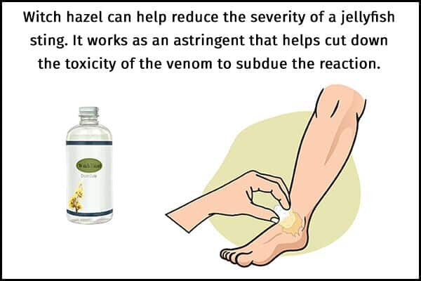 علاج لسعات قنديل البحر - skin-beauty witch hazel helps to manage jellyfish stings 600x400 - علاج لسعات قنديل البحر