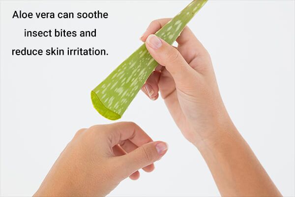 aloe vera help to treat insect bites 600x400 - 10 علاجات منزلية سهلة تورم لدغات الحشرات