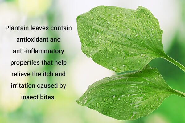plantain leaves help to treat insect bites 600x400 - 10 علاجات منزلية سهلة تورم لدغات الحشرات