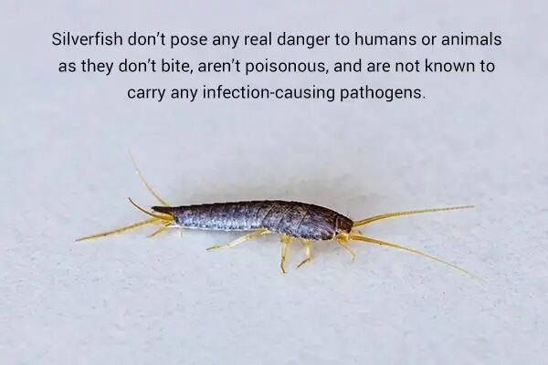 are-silverfish-dangerous-to-humans-and-animal1s-600x400 5 طرق للتخلص من غزو حشرة السمكة الفضية