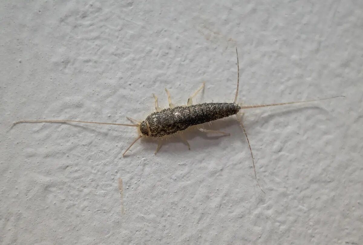 ways-to-stop-a-silverfish-infestat1ion-feat-1200x811 5 طرق للتخلص من غزو حشرة السمكة الفضية