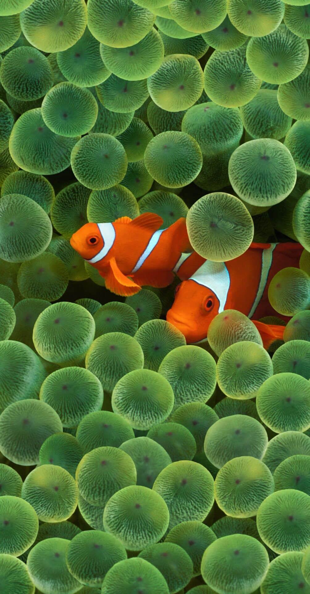 Clownfish-1004x1920 قم بتنزيل خلفيات iOS 16 وخلفيات iPadOS 16