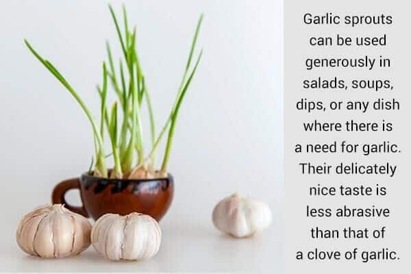 10 خضروات يمكنك إعادة زرعها لتنمو من قطع المطبخ - %categories