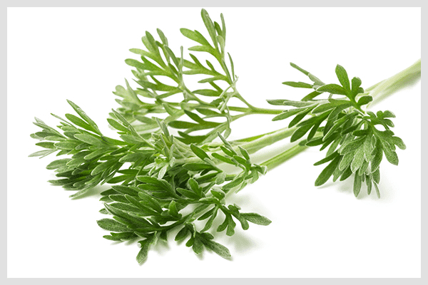artemisia-natural-birth-control أعشاب قد تساعد في تنظيم النسل