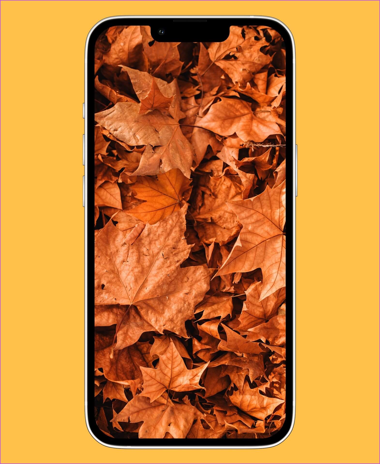 autumn-thanksgiving-wallpaper-1571x1920 أفضل 10 خلفيات مجانية لطيفة على iPhone