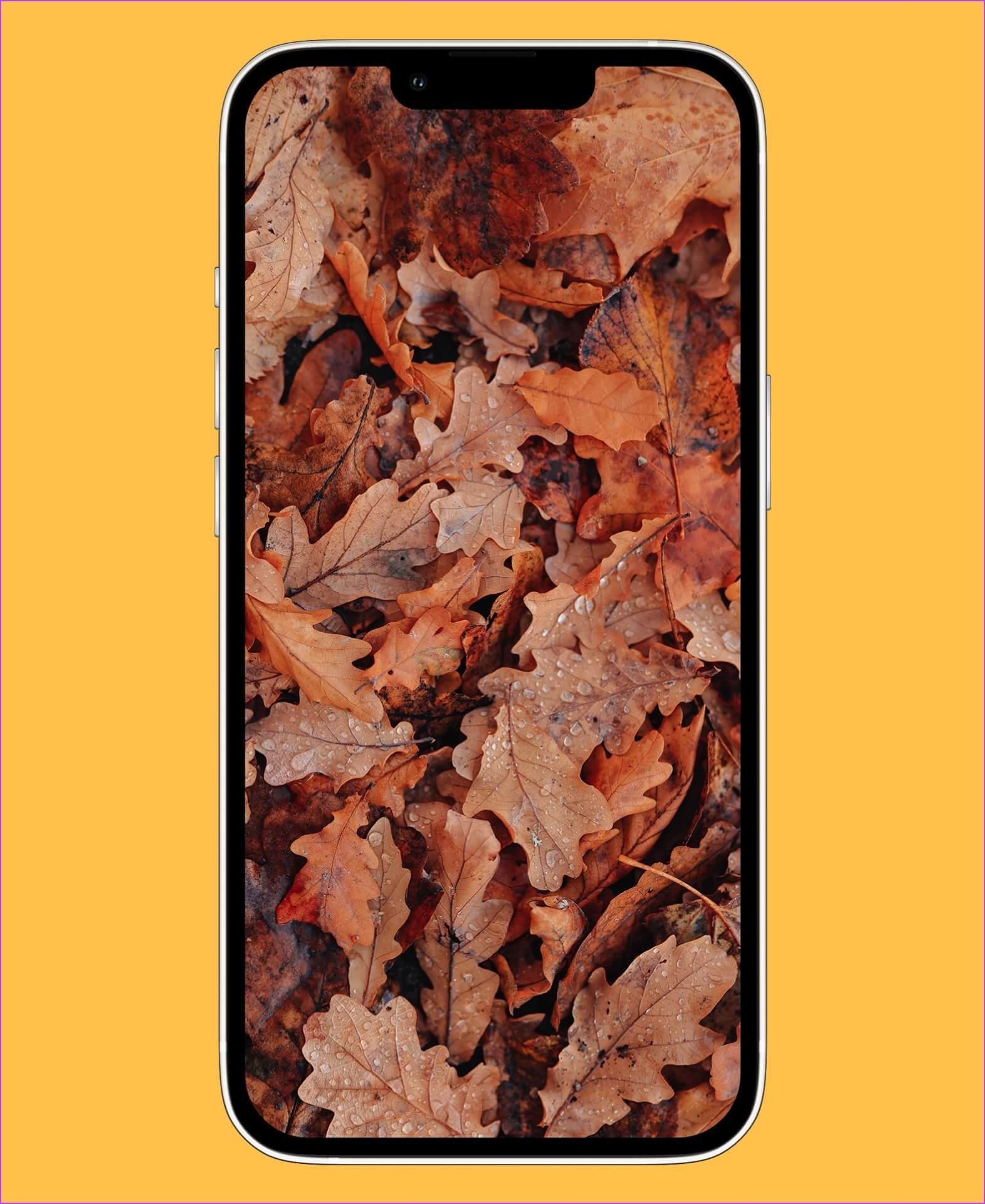 fall-thanksgiving-wallpaper-1571x1920 أفضل 10 خلفيات مجانية لطيفة على iPhone