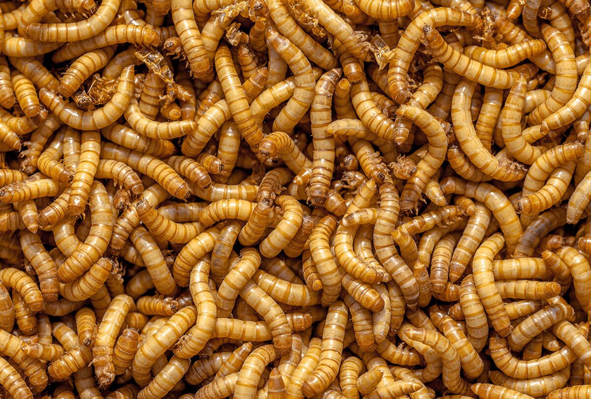 إدارة قرحة القدم: المضادات الحيوية مقابل علاج الديدان - skin-beauty maggots better than antibiotic in treating foot ulcer feat 1200x811 - إدارة قرحة القدم: المضادات الحيوية مقابل علاج الديدان