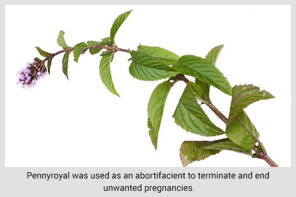 pennyroyal-natural-birth-control أعشاب قد تساعد في تنظيم النسل