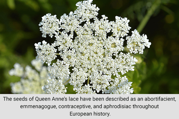 queen-anne-lace-natural-birth-control أعشاب قد تساعد في تنظيم النسل