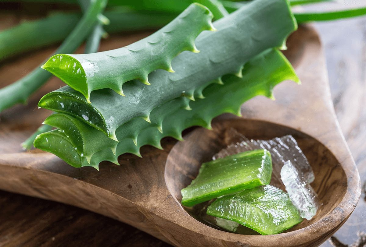 Verschiedene Möglichkeiten, Aloe Vera wegen ihrer gesundheitlichen Vorteile zu konsumieren - organicfacts Aloe Vera wegen seiner gesundheitlichen Vorteile feat - verschiedene Möglichkeiten, Aloe Vera wegen seiner gesundheitlichen Vorteile zu konsumieren