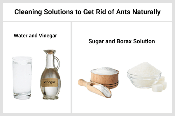 11 طريقة للتخلص من النمل بشكل طبيعي - %categories