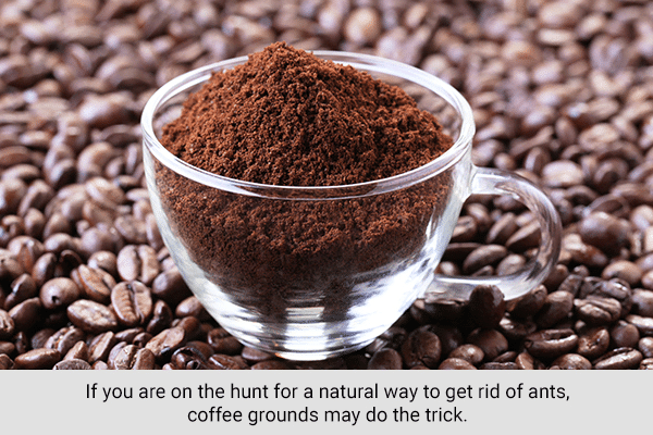 coffee-grounds-to-get-rid-of-ant-naturally 11 طريقة للتخلص من النمل بشكل طبيعي