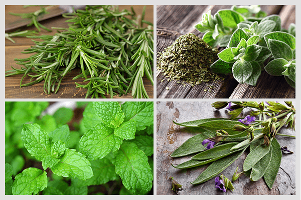 12 نوع من الأعشاب الطبية مفيدة لصحتك - %categories